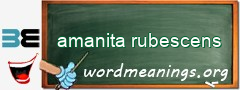 WordMeaning blackboard for amanita rubescens